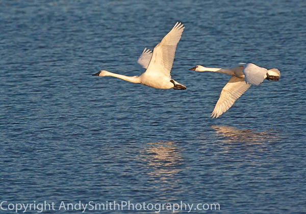 Tundra Swan Pair in Flight at Sunrise